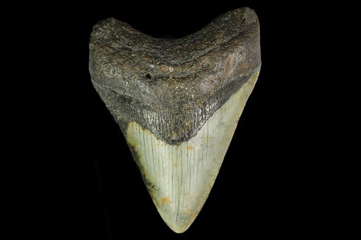 3.52" Fossil Megalodon Tooth - North Carolina